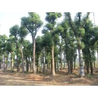 供應(yīng)25公分、30公分香樟樹(shù)