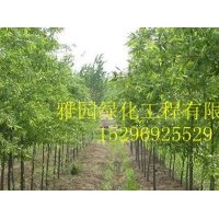 出售竹柳、構樹、白蠟(圖)