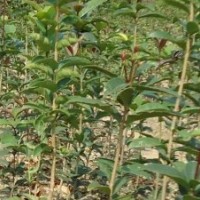 低價；樟樹小苗，紅葉石楠，桂花，杜鵑
