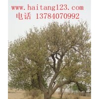 河北大華苗木經營當地“八棱海棠樹”