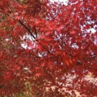 紅楓2013最新價格，紅楓直銷，紅楓廠商