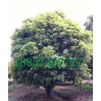 出售精品園林-工程苗木【紅楓;羅漢松；四季桂；金桂；海棠等】