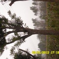 供應大量6-35公分國槐