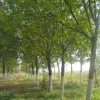 供應6-18公分白蠟