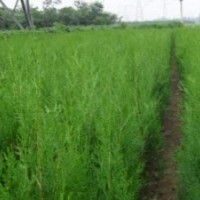 大量供應80-2米側柏苗