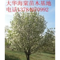 出售12公分八棱海棠樹