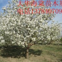 供應綠化苗木八棱海棠樹