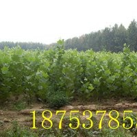 1到3公分法桐小苗價格1到3米規格齊全成活率高