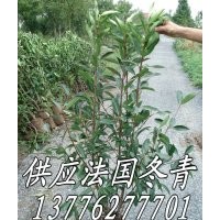供應法國冬青樹