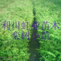 供應黃山欒樹苗欒樹小苗欒樹苗價格燈籠樹苗