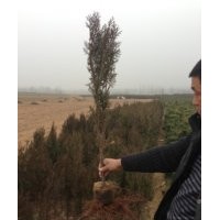 供應大量優質油松苗