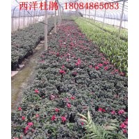 供應西洋杜鵑