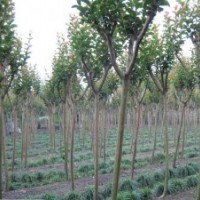 紫薇，4-8公分，因拆遷，虧本大處理！