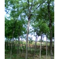 帶帽國槐，直銷國槐，國槐小苗