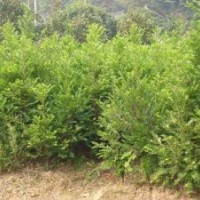 的櫻花品種 湖南櫻花品種，優質櫻花品種