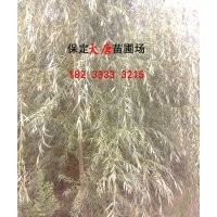供應金絲柳、黃柳