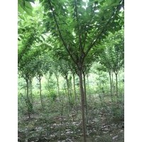 供應櫻花 櫻花小苗 櫻花小苗價格