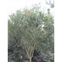 供應紫薇 安徽紫薇 成都紫薇價格