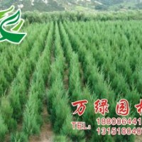 農戶大量銷售蜀檜,側柏,塔柏