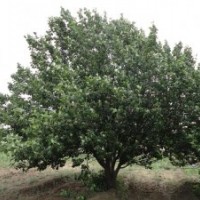 大華海棠苗木經(jīng)營八棱海棠樹