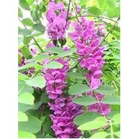 我基地常年供應嫁接香花槐，量大