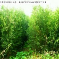 供應營養(yǎng)缽側(cè)柏高度80cm到1.5米