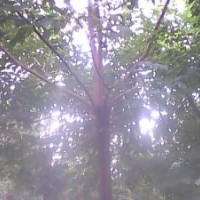 長期供應(yīng)重陽木、廣玉蘭、紅楓