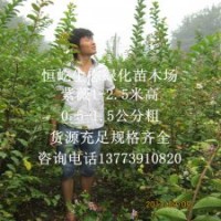紫薇苗在緑化工程中的應(yīng)用及未來發(fā)展趨勢