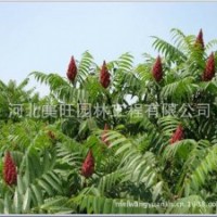 供應8公分火炬樹
