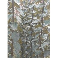 供應紅葉李1.5米起步