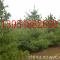 白皮松|華山松|造型風景松|龍柏|蜀儈|泰安鵬舉櫻花基地產品