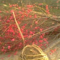 紅葉碧桃，紅葉桃，紅葉桃價(jià)格