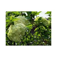 八仙花，定州八仙花價(jià)格，定州八仙花廠家，定州八仙花基地
