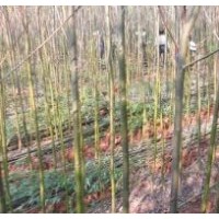供應1-3年竹柳