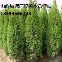 側柏出售、2-3.5米側柏、價格優惠