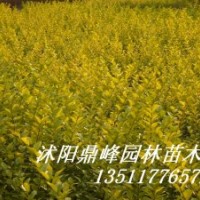 供應綠化苗:金葉女貞，紅葉小檗，蜀檜,龍柏、地柏，扶芳藤