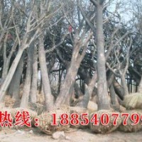 低價供應國槐、合歡、白蠟、107楊樹苗、法桐等綠化苗木