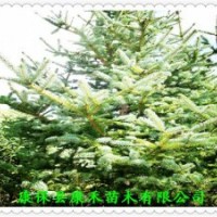 精品云杉小樹