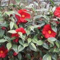 茶花！優(yōu)質(zhì)嫁接砧木茶花！10年生苗！