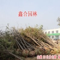 山西白蠟供應商 專供 太原白蠟 太原10公分白蠟