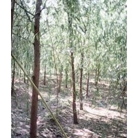 各種規(guī)格，垂柳