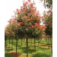 湖南紅葉石楠價格，紅葉石楠球價格，紅葉石楠小苗價格