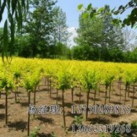 高接金葉榆的供應(yīng)，價(jià)格合理的海源苗圃基地