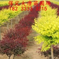 求購金葉榆，金葉榆多少錢，金葉榆價格，保定大唐苗圃