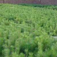油松|供應陜西各種規格油松等綠化苗木花卉