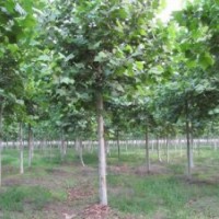 法桐 帶給張家產鎮農民滿滿的幸福