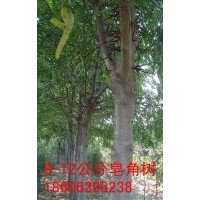 供應1-15公分的皂角樹，皂角大樹那里有？山東苗木