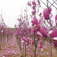 廣玉蘭、紫玉蘭、白玉蘭