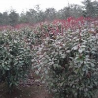 紅葉石楠，南京紅葉石楠供應(yīng)，紅葉石楠價格