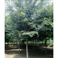 常年供應(yīng)紅櫸樹(shù)、法桐、廣玉蘭、欒樹(shù)、木槿等綠化苗